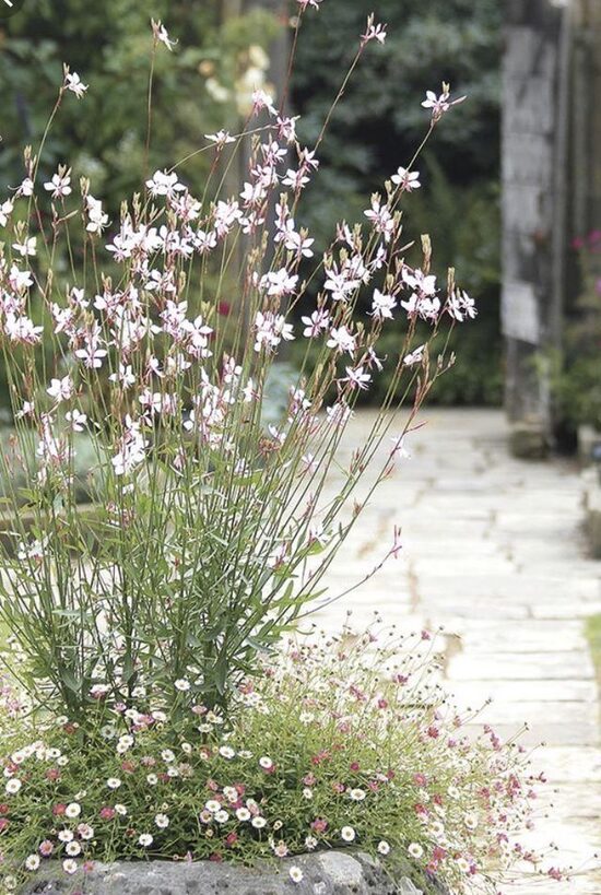 Gaura lindheimeri